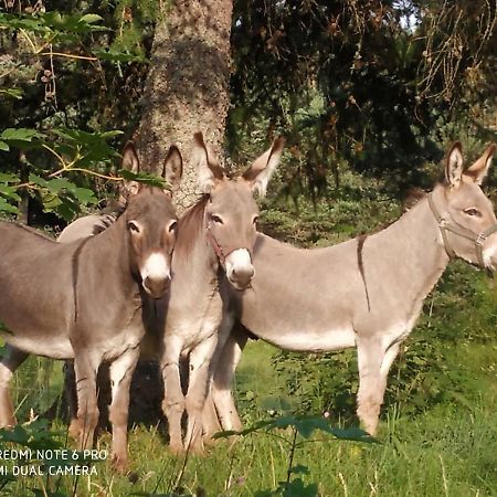 Appartamento ReSource Le Chambon-sur-Lignon Esterno foto