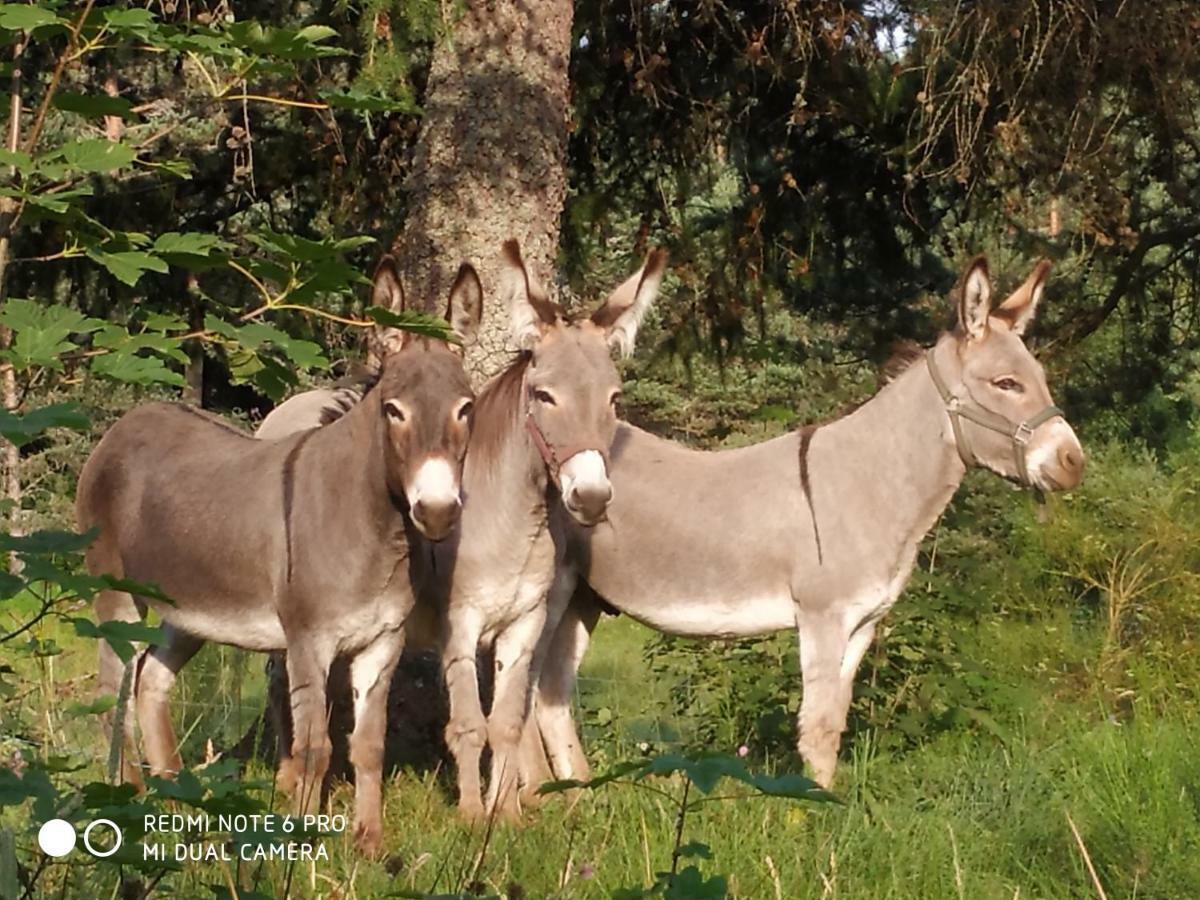Appartamento ReSource Le Chambon-sur-Lignon Esterno foto